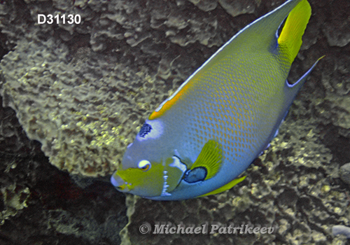 Queen Angelfish (Holacanthus ciliaris)